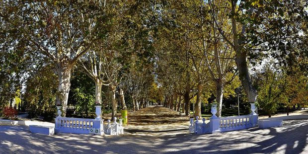 CAMPOS LISEOS