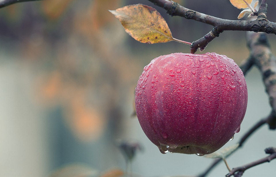 apple.jpg