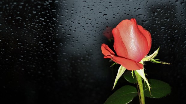 red-rose-black-background-water-droplets_1920x1080.jpg
