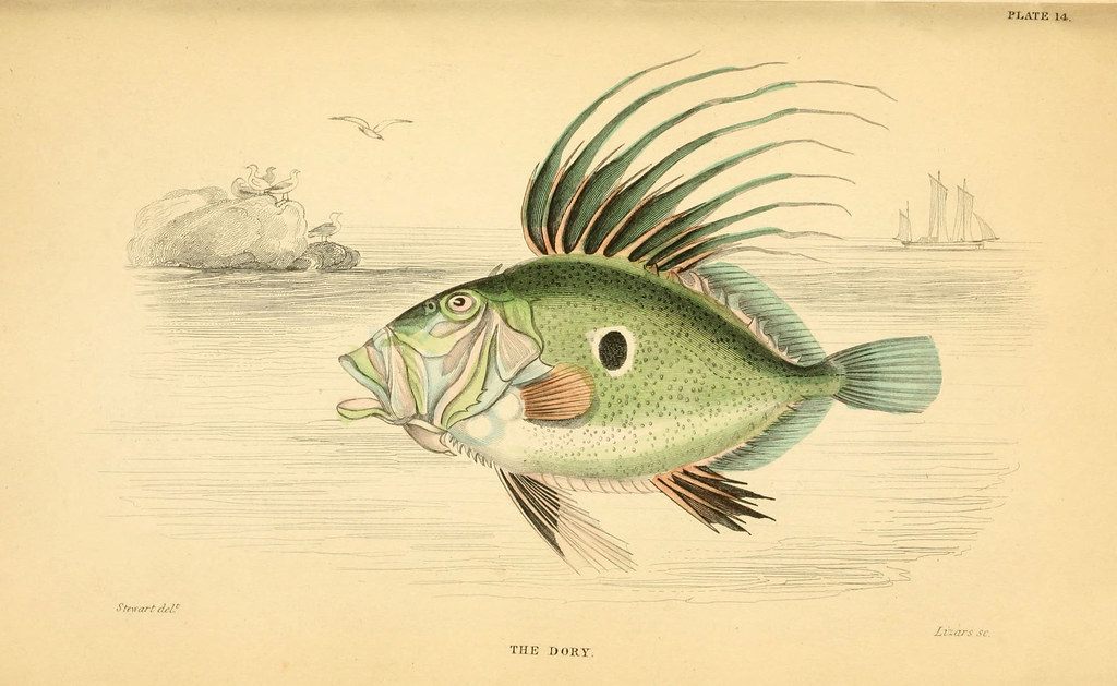 FISH