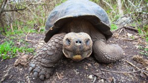 GALAPAGOS