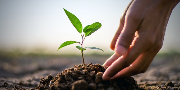 PLANTING