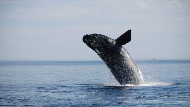 WHALE