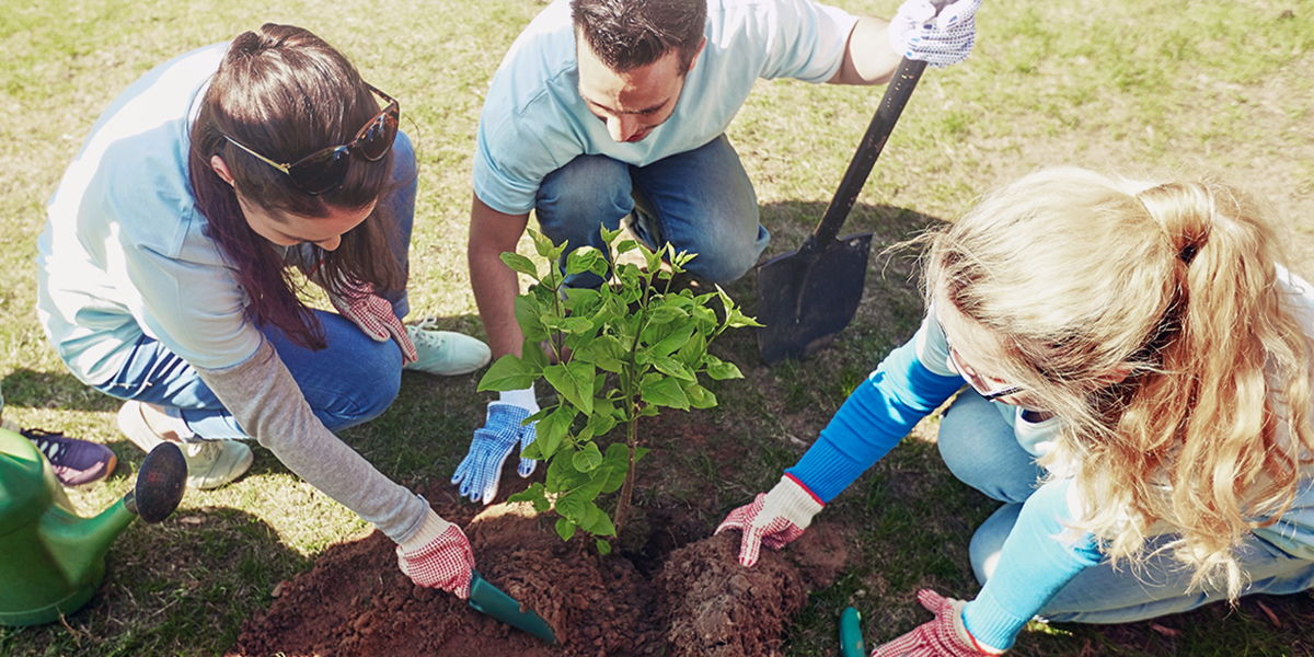 PLANTING