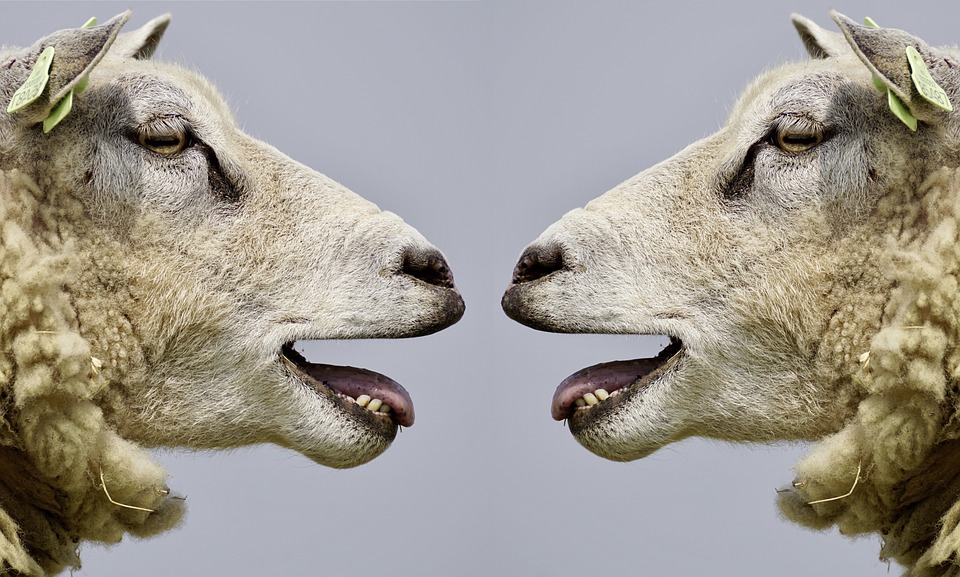 sheep-.jpg