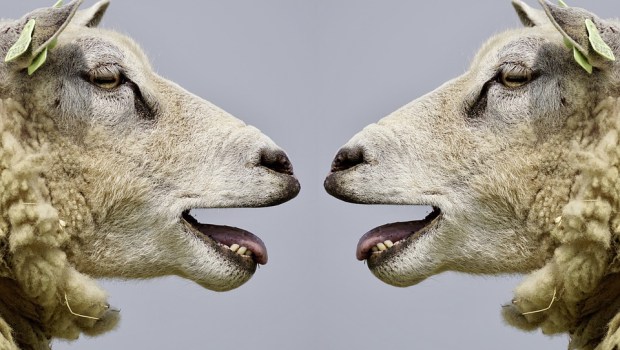 sheep-.jpg