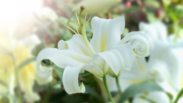 Por qué el lirio blanco es la flor de las primeras comuniones y bodas?