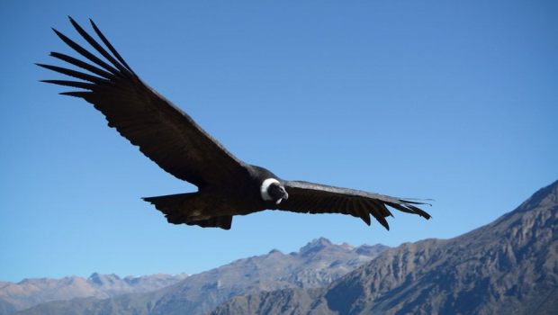CONDOR