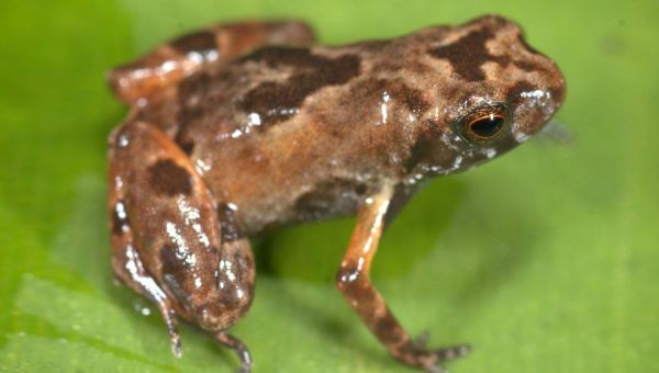 NOBLELLA LOSAMIGOS
