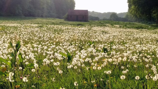 Natuurbegraafplaats Koningsakker