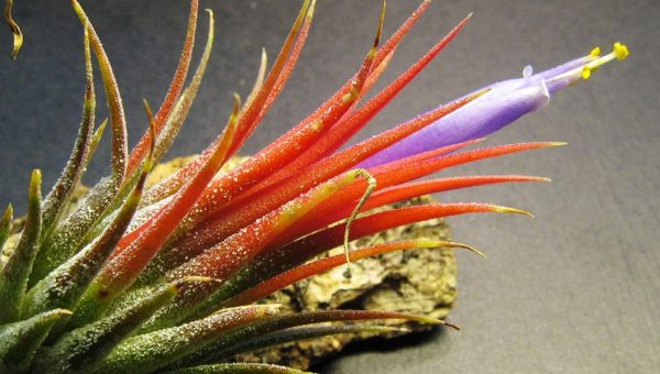 TILLANDSIA