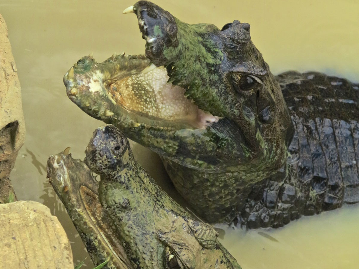 ALLIGATOR