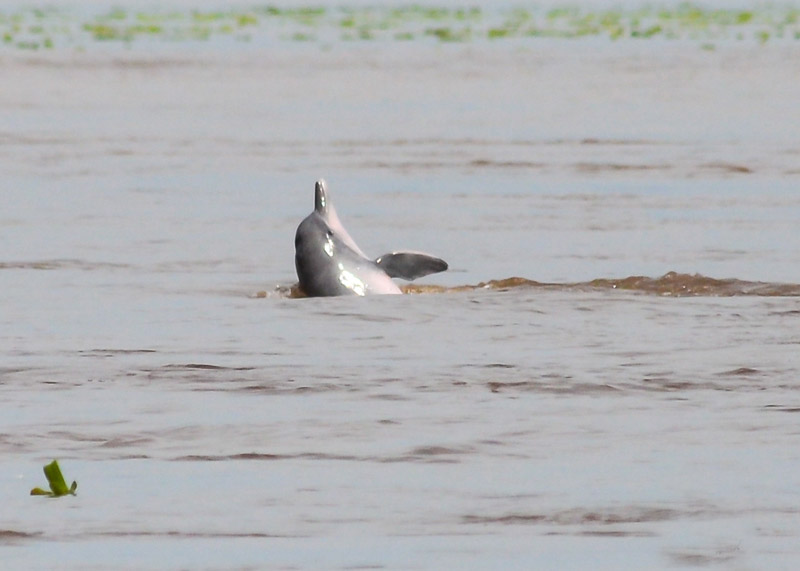 DOLPHIN