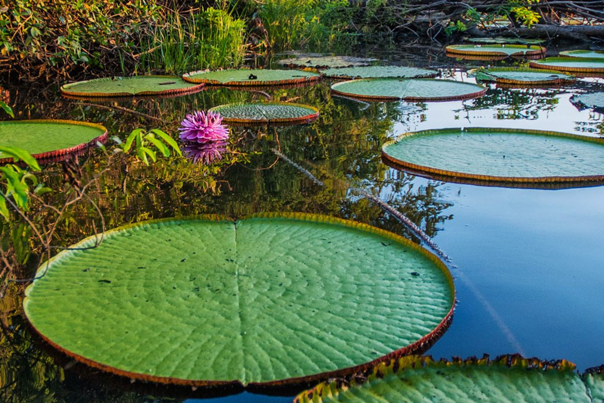 VICTORIA AMAZONICA
