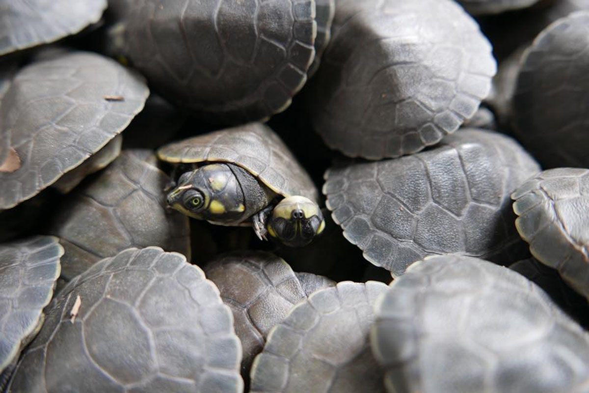 TURTLES