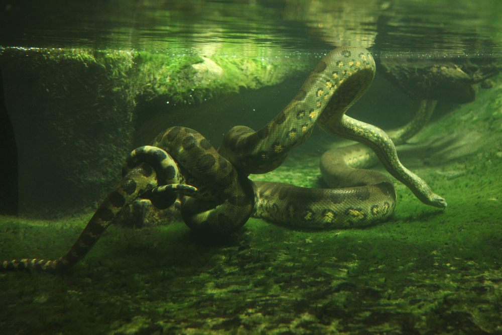 ANACONDA