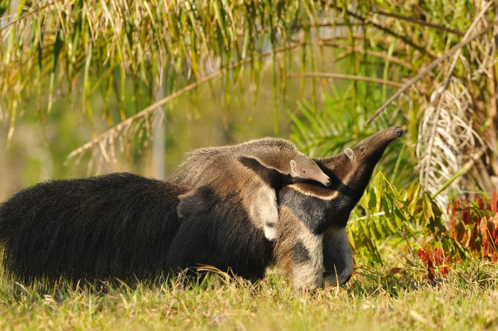 ANTEATER
