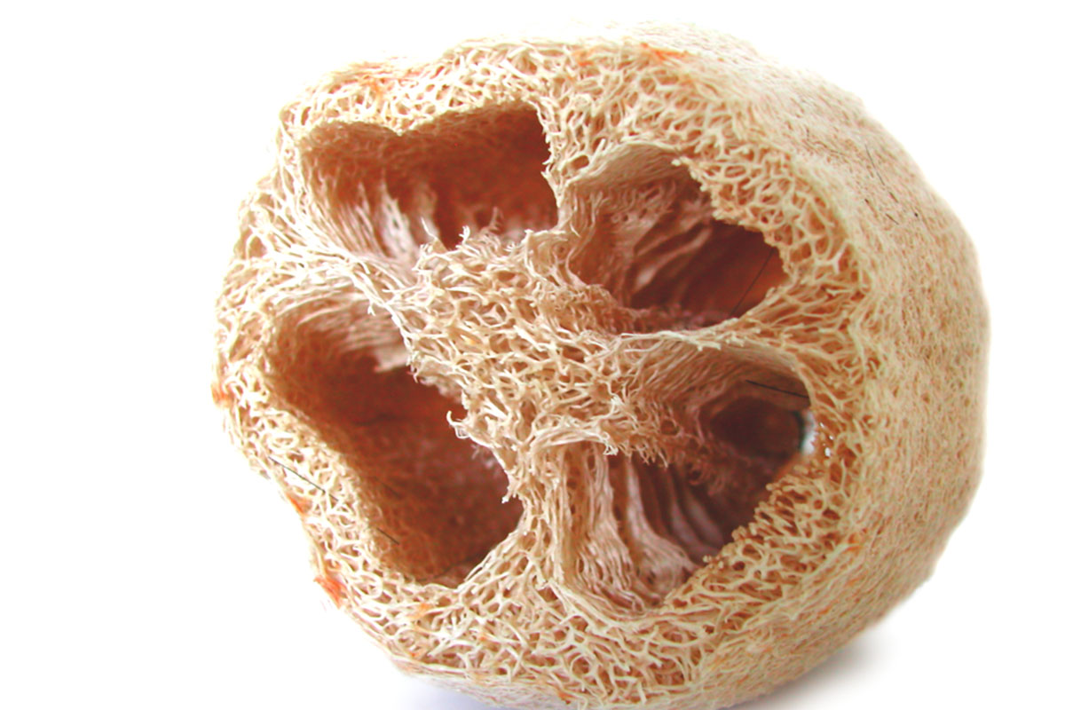 SPONGE