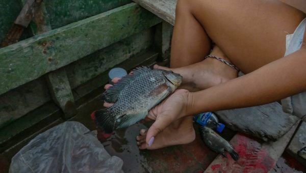 Tilapia