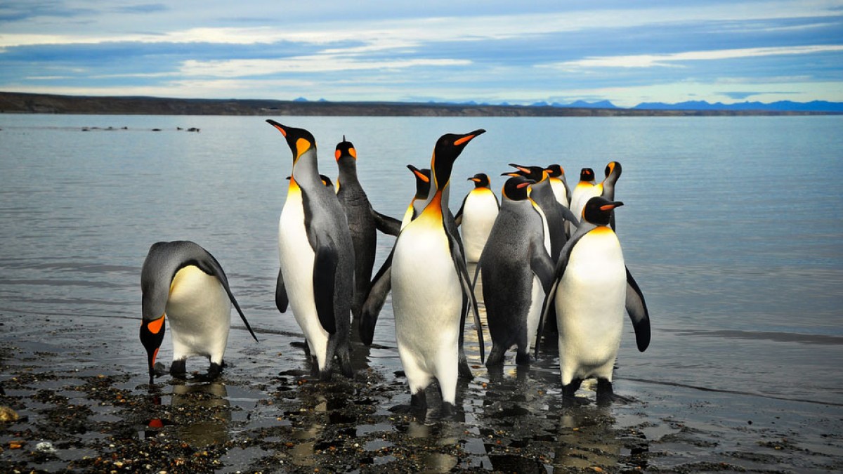 PENGUINS