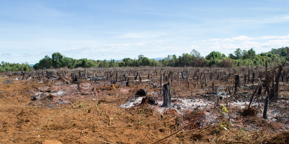 DEFORESTATION