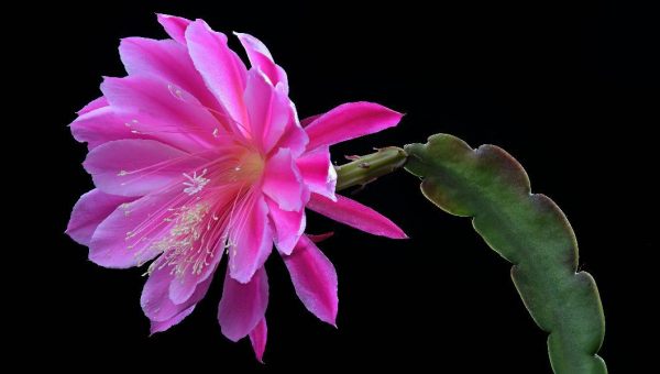 EPIPHYLLUM