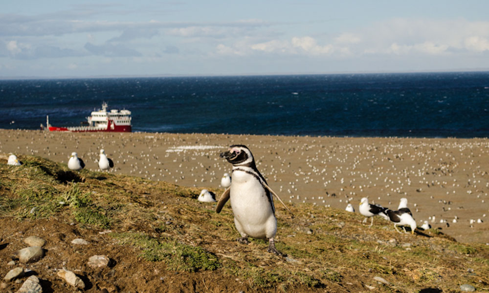 ISLA MAGDALENA