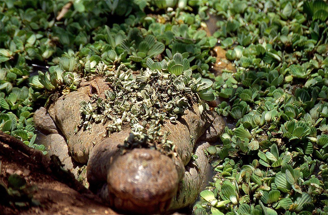 ORINOCO CROCODILE