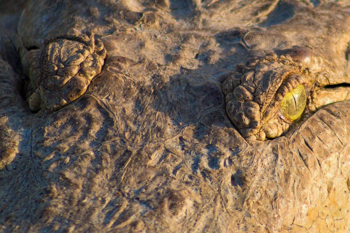 ORINOCO CROCODILE