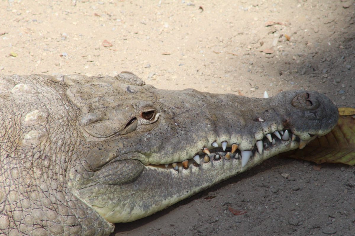 ORINOCO CROCODILE