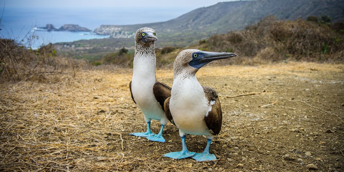 BLUE FOOTED BOOBY
