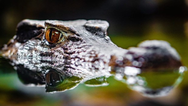 ORINOCO CROCODILE