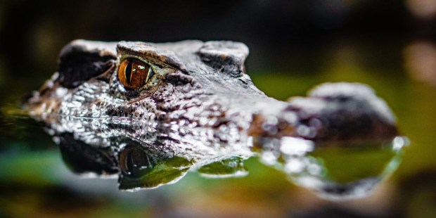 ORINOCO CROCODILE