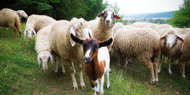 SHEEP