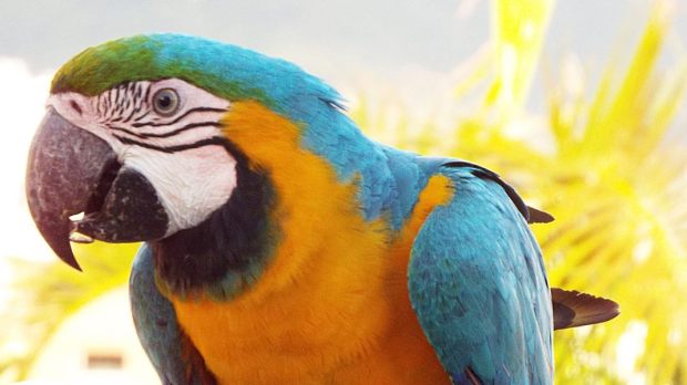 GUACAMAYAS