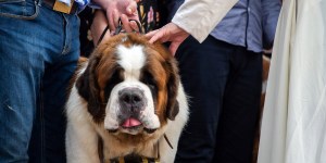 ¿Qué opinión tiene el papa Francisco sobre los animales?