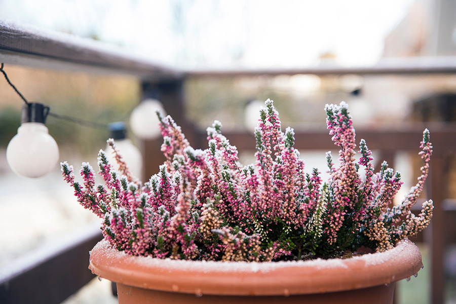 PLANTS