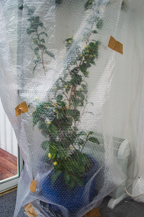 PLANTS