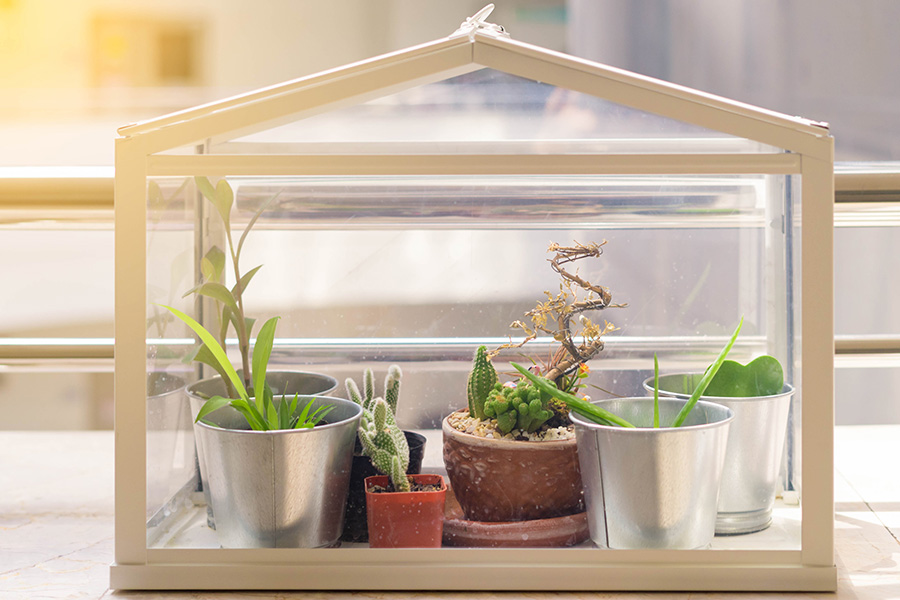 PLANTS