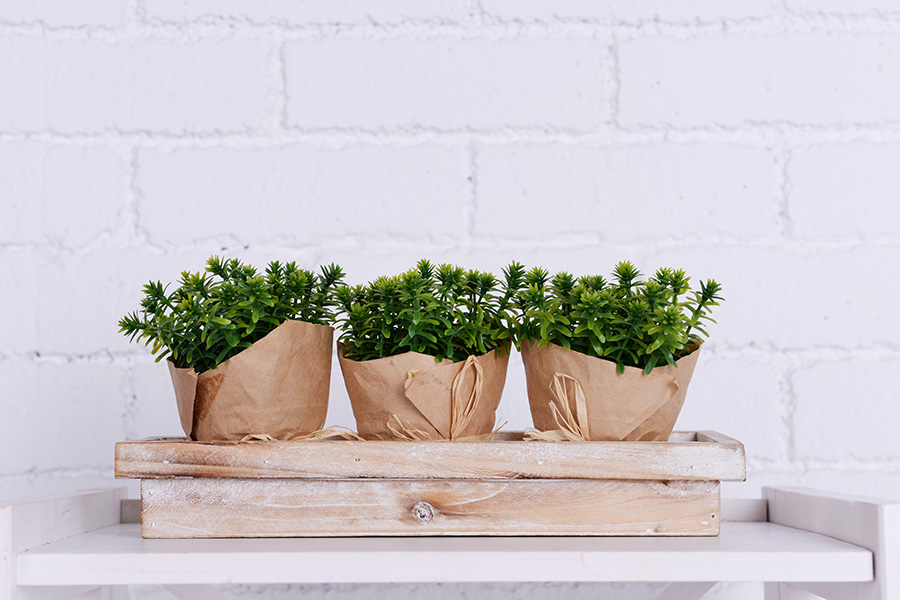 PLANTS