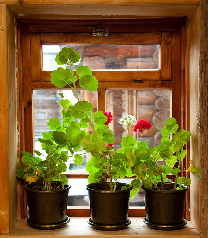 PLANTS