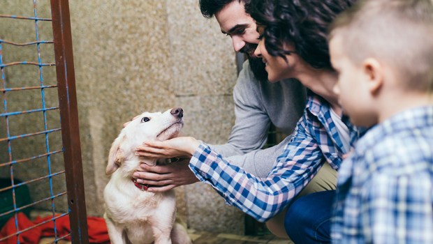 por qué los perros aman a los bebés
