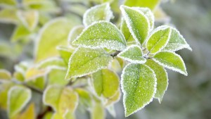 web3-plant-leaves-cold-ice-snow-shutterstock_55096633-paul-aniszewski.jpg