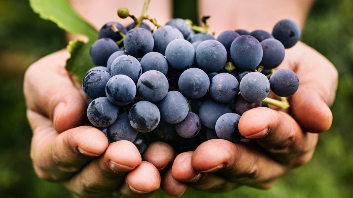 GRAPE