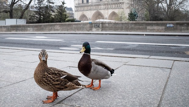 DUCKS