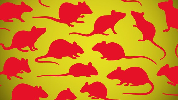 RATS