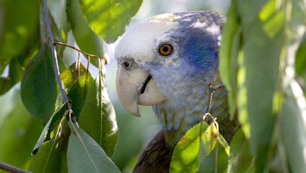 PARROT