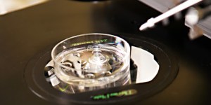 Bioética en Francia: “El marco desaparece inevitablemente”