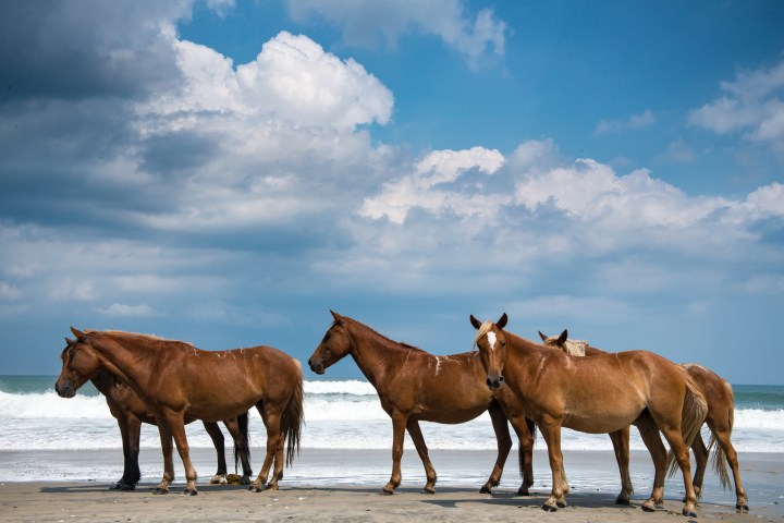 Corolla Horse, Spanish Mustang, North Carolina
