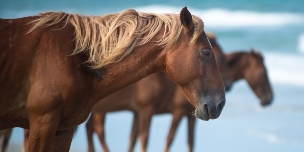 Corolla Horse, Spanish Mustang, North Carolina